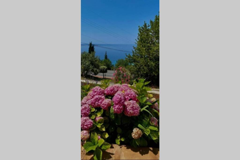 Villa Pergola -Apartment Roko Mlini Extérieur photo